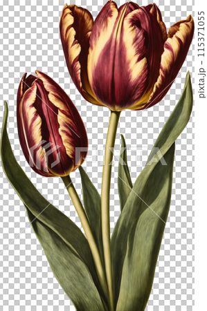 Vintage illustration of tulips 115371055