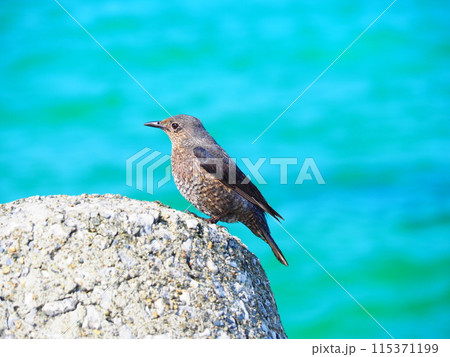 イソヒヨドリのメスと海 115371199