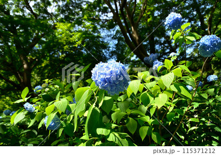 神奈川県鎌倉市山ノ内の観光スポット　明月院 115371212