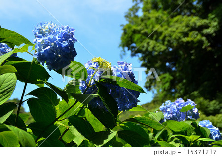 神奈川県鎌倉市山ノ内の観光スポット　明月院 115371217