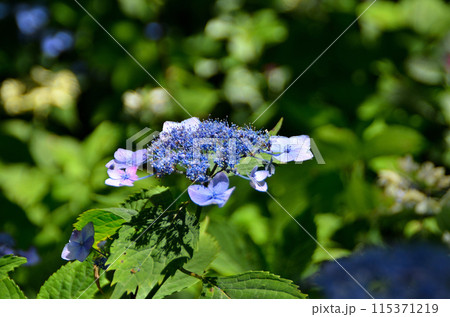 神奈川県鎌倉市山ノ内の観光スポット　明月院 115371219