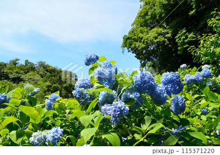 神奈川県鎌倉市山ノ内の観光スポット　明月院 115371220