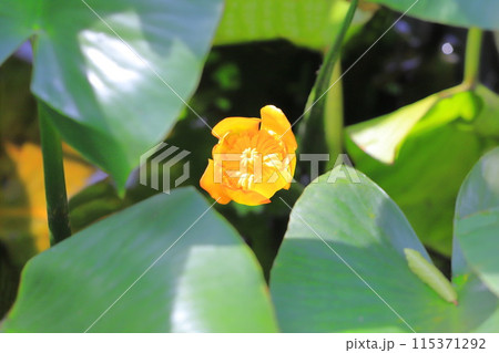 黄色とオレンジ色に変化する河骨(コウホネ)の花 黄色とオレンジ色に変化する河骨(コウホネ)の花 115371292