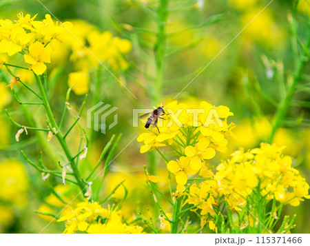 春のたより 満開の菜の花畑で蜜を集めるかわいいミツバチ 春のたより 満開の菜の花畑で蜜を集めるかわいいミツバチ 115371466