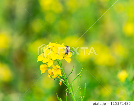 春のたより　満開の菜の花畑で蜜を集めるかわいいミツバチ 115371486