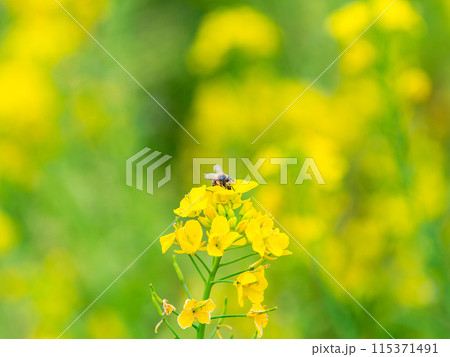春のたより　満開の菜の花畑で蜜を集めるかわいいミツバチ 115371491
