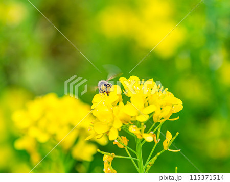 春のたより　満開の菜の花畑で蜜を集めるかわいいミツバチ 115371514