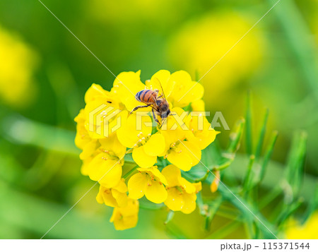 春のたより　満開の菜の花畑で蜜を集めるかわいいミツバチ 115371544