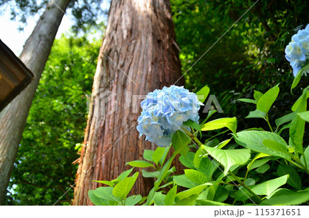 神奈川県鎌倉市山ノ内の観光スポット　明月院 115371651