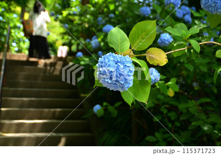 神奈川県鎌倉市山ノ内の観光スポット　明月院 115371723