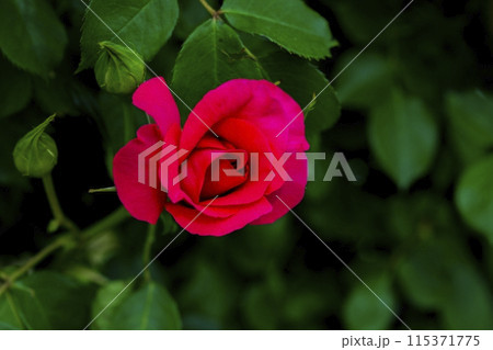 薔薇一輪 115371775