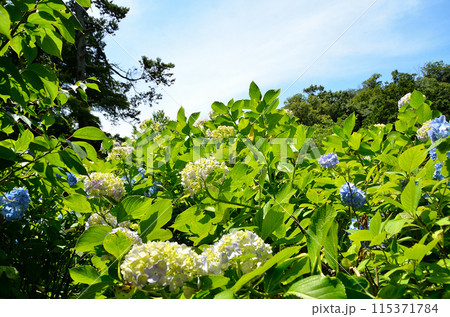 神奈川県鎌倉市山ノ内の観光スポット　明月院 115371784