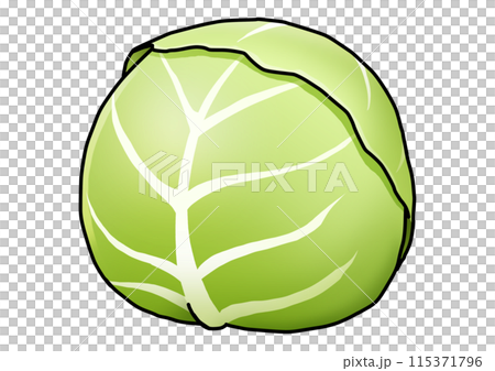 緑キャベツのイラスト（主線あり） 115371796