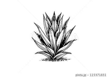 Blue agave ink sketch. Tequila ingredient vector drawing. Engraving illustration of mexican plant. Blue agave ink sketch. Tequila ingredient vector drawing. Engraving illustration of mexican plant. 115371831