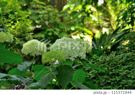 神奈川県鎌倉市山ノ内の観光スポット　明月院 115371844