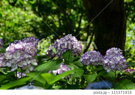 神奈川県鎌倉市山ノ内の観光スポット　明月院 115371918