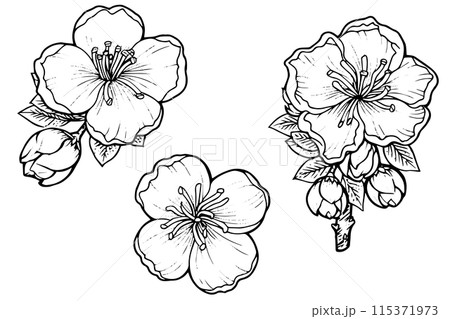 Sakura flower hand drawn ink sketch. Engraved style vector illustration. 115371973