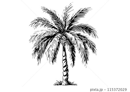 Vintage Hand-Drawn Palm Tree Sketch Vector Illustration: Retro Tropical Coconut Trees. 115372029