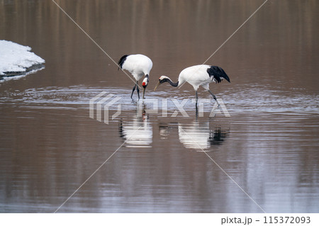 水辺で餌を探す二羽のタンチョウ 115372093