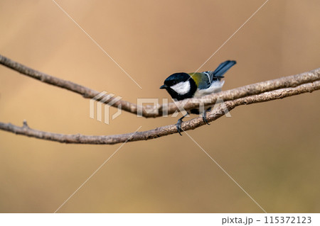 木の枝にとまって餌を探しているシジュウカラ 115372123
