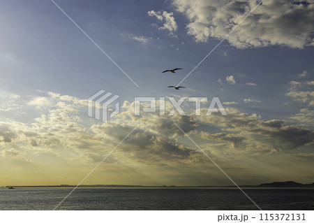 東京湾フェリー金谷港のカモメ 115372131