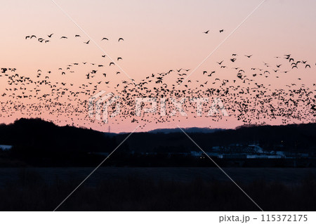 朝焼けの中を一斉に塒立ちしたマガンの群れ 朝焼けの中を一斉に塒立ちしたマガンの群れ 115372175