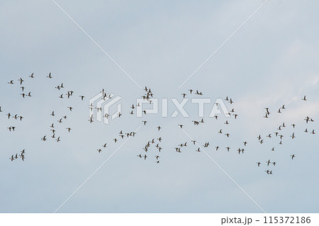 空を背景に飛翔するオナガガモの群れ 空を背景に飛翔するオナガガモの群れ 115372186