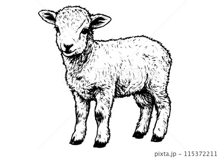 Cute sheep hand drawn ink sketch. Engraved style vector illustration. 115372211