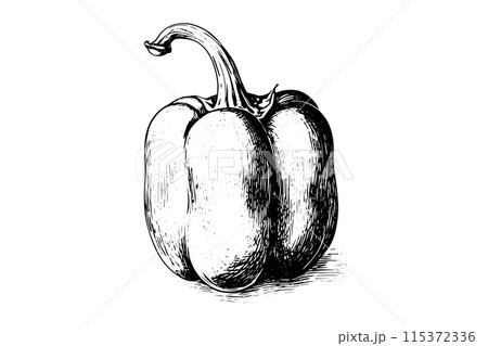 Vintage Pepper Illustration: Hand-Drawn Vector Sketch of Various Types of Capsicum. Vintage Pepper Illustration: Hand-Drawn Vector Sketch of Various Types of Capsicum. 115372336