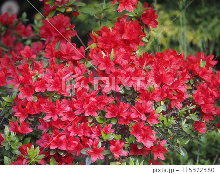 赤いツツジの花 115372380