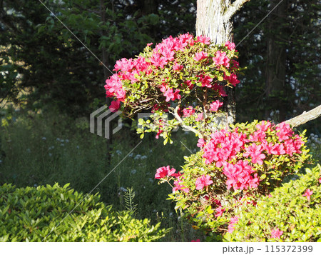 赤いツツジの花 115372399