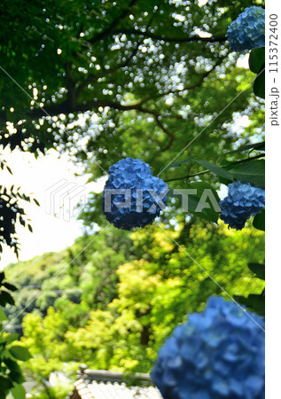 神奈川県鎌倉市山ノ内の観光スポット　明月院 115372400