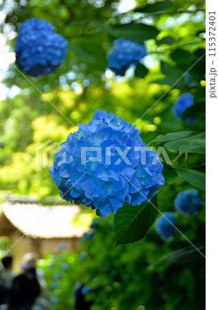 神奈川県鎌倉市山ノ内の観光スポット　明月院 115372401