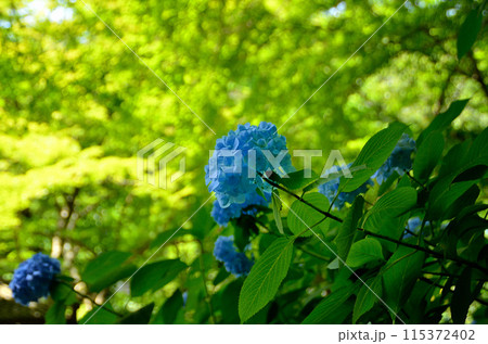 神奈川県鎌倉市山ノ内の観光スポット　明月院 115372402
