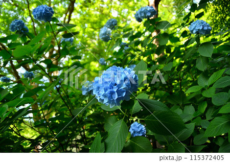 神奈川県鎌倉市山ノ内の観光スポット　明月院 115372405