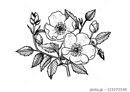 Wild rose hand drawn ink sketch. Flower in engraved retro style vector illustration. 115372540