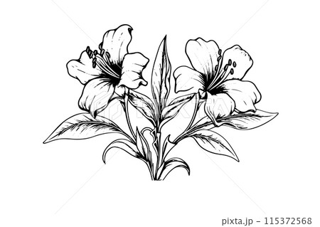Vintage Floral Vector: Hand-Drawn Line Art with Hibiscus and Rose Elements. Vintage Floral Vector: Hand-Drawn Line Art with Hibiscus and Rose Elements. 115372568