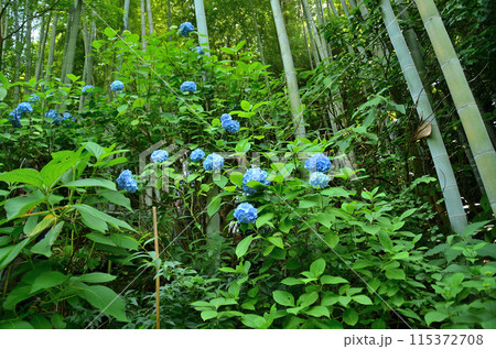 神奈川県鎌倉市山ノ内の観光スポット　明月院 115372708