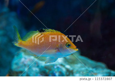 水槽内のサクラダイのメス 115372807