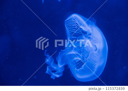水槽の中を漂うクラゲ 115372830