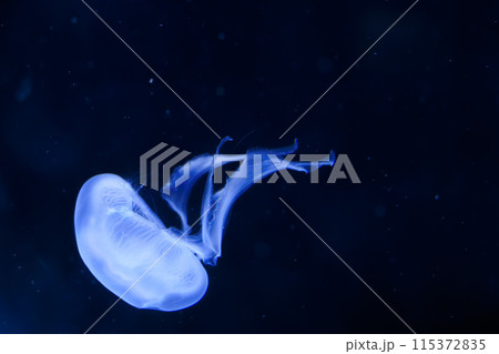 水槽の中を漂うクラゲ 水槽の中を漂うクラゲ 115372835