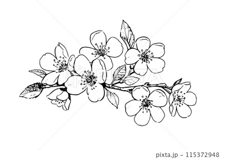 Sakura flower hand drawn ink sketch. Engraved style vector illustration. 115372948