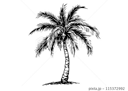 Vintage Hand-Drawn Palm Tree Sketch Vector Illustration: Retro Tropical Coconut Trees. 115372992