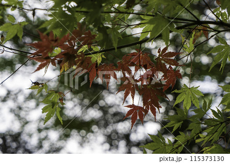 秋の紅葉したモミジ 秋の紅葉したモミジ 115373130