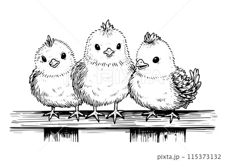 Cute little chicken hand drawn ink sketch. Engraved style retro vector illustration. 115373132