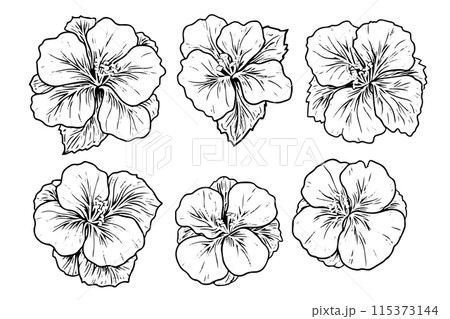 Hibiscus flower hand drawn ink sketch. Engraved style vector illustration. 115373144