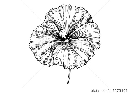 Hibiscus flower hand drawn ink sketch. Engraved style vector illustration. 115373191