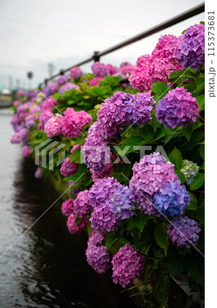 水辺に咲く紫陽花 115373681
