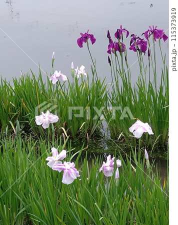 花しょうぶが咲く池① 花しょうぶが咲く池① 115373919