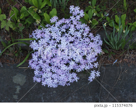 川のほとりに咲く紫色の花 115374076